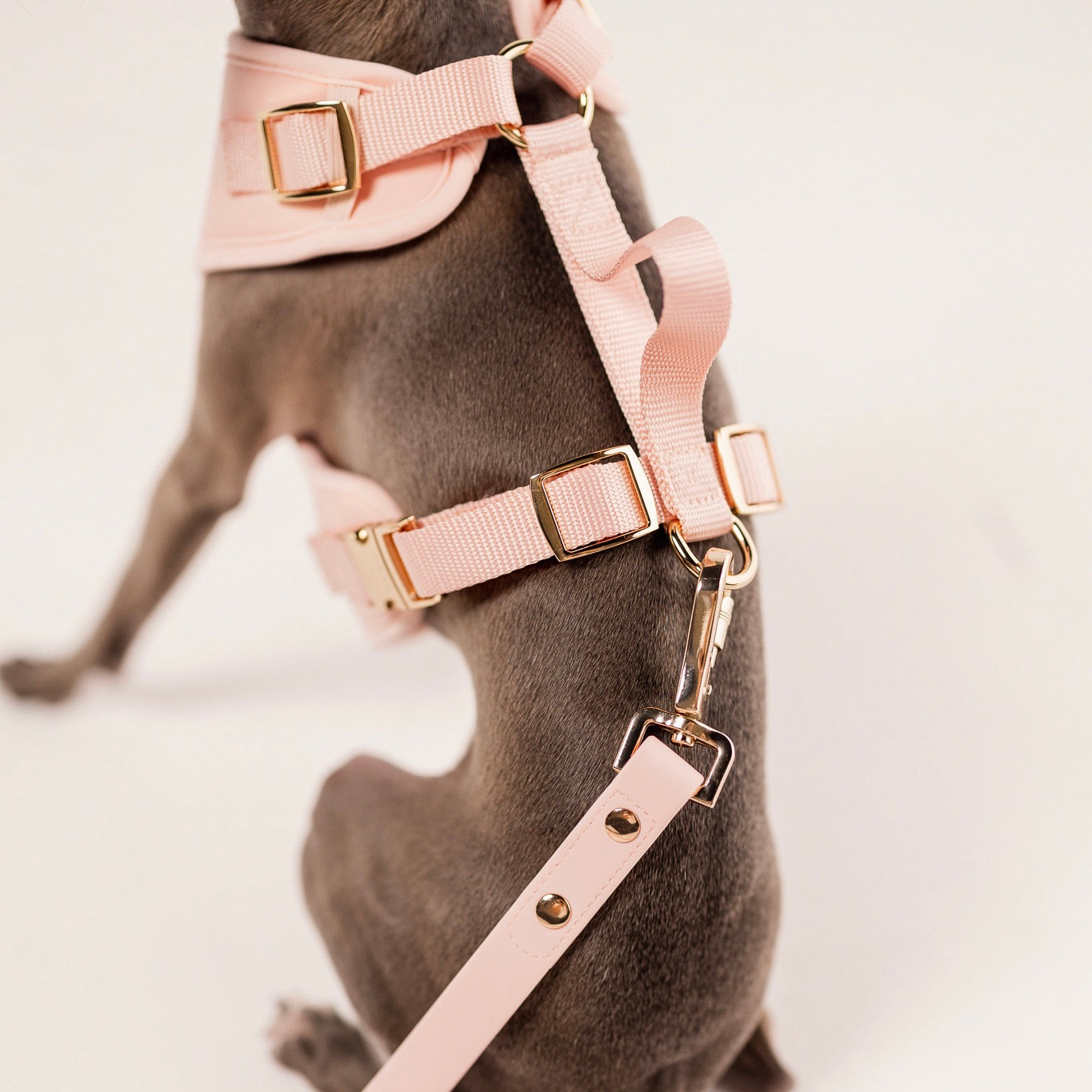 PetWell Essentials Dog Walk Set – Collar, Harness, Leash & Poo Pouch | Rose