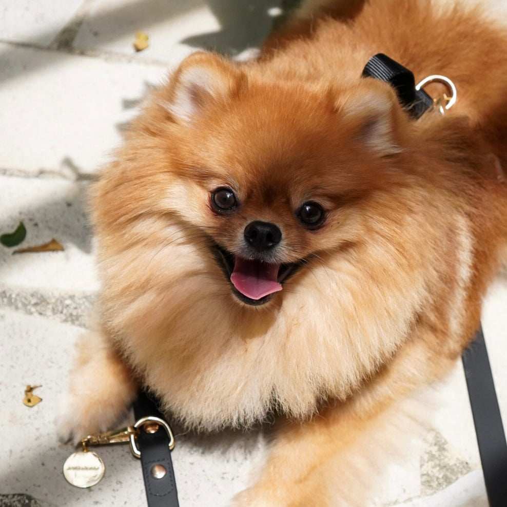 PetWell Essentials Dog Walk Set – Collar, Harness, Leash & Poo Pouch | Noir
