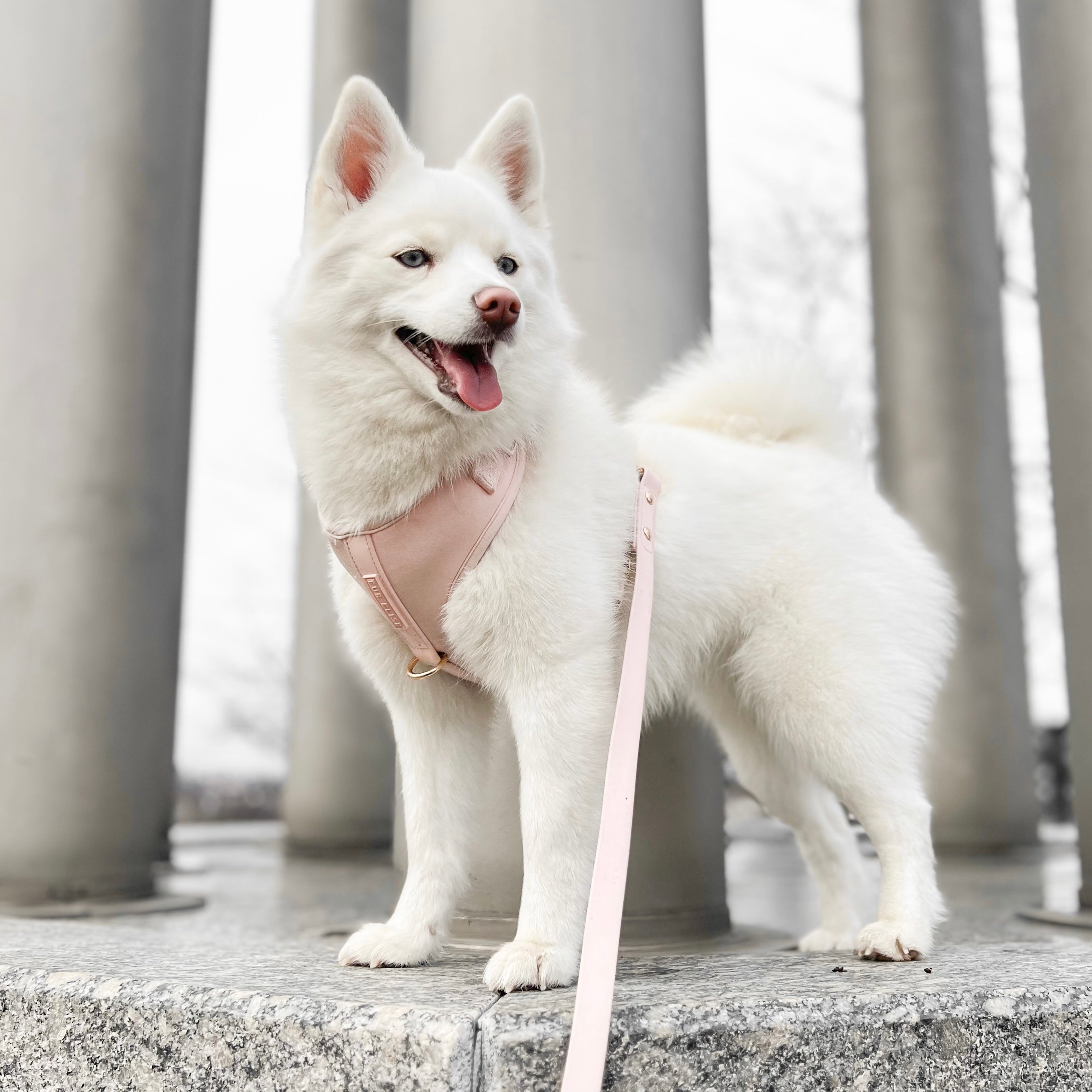 PetWell Essentials Dog Walk Set – Collar, Harness, Leash & Poo Pouch | Rose