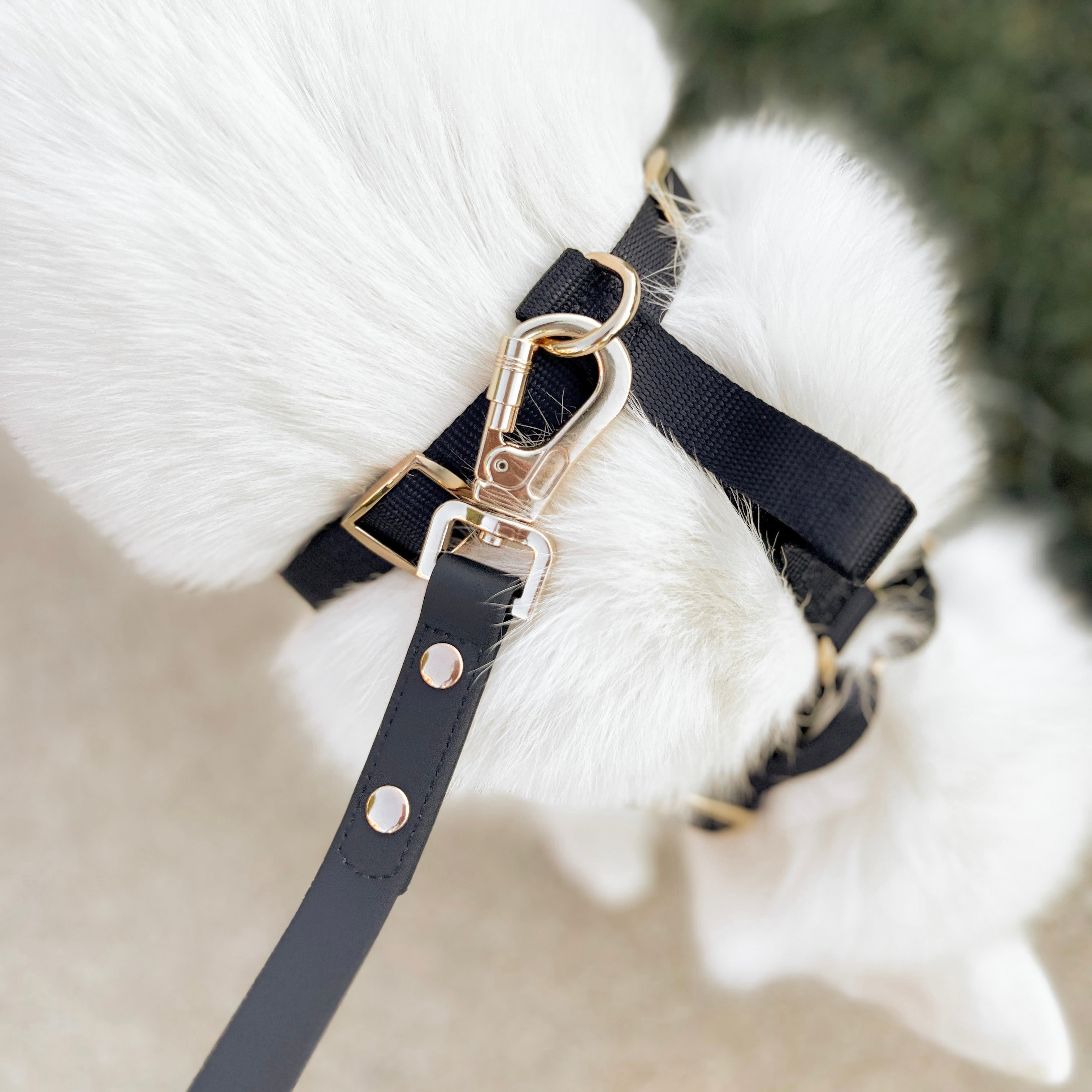 PetWell Essentials Dog Walk Set – Collar, Harness, Leash & Poo Pouch | Noir