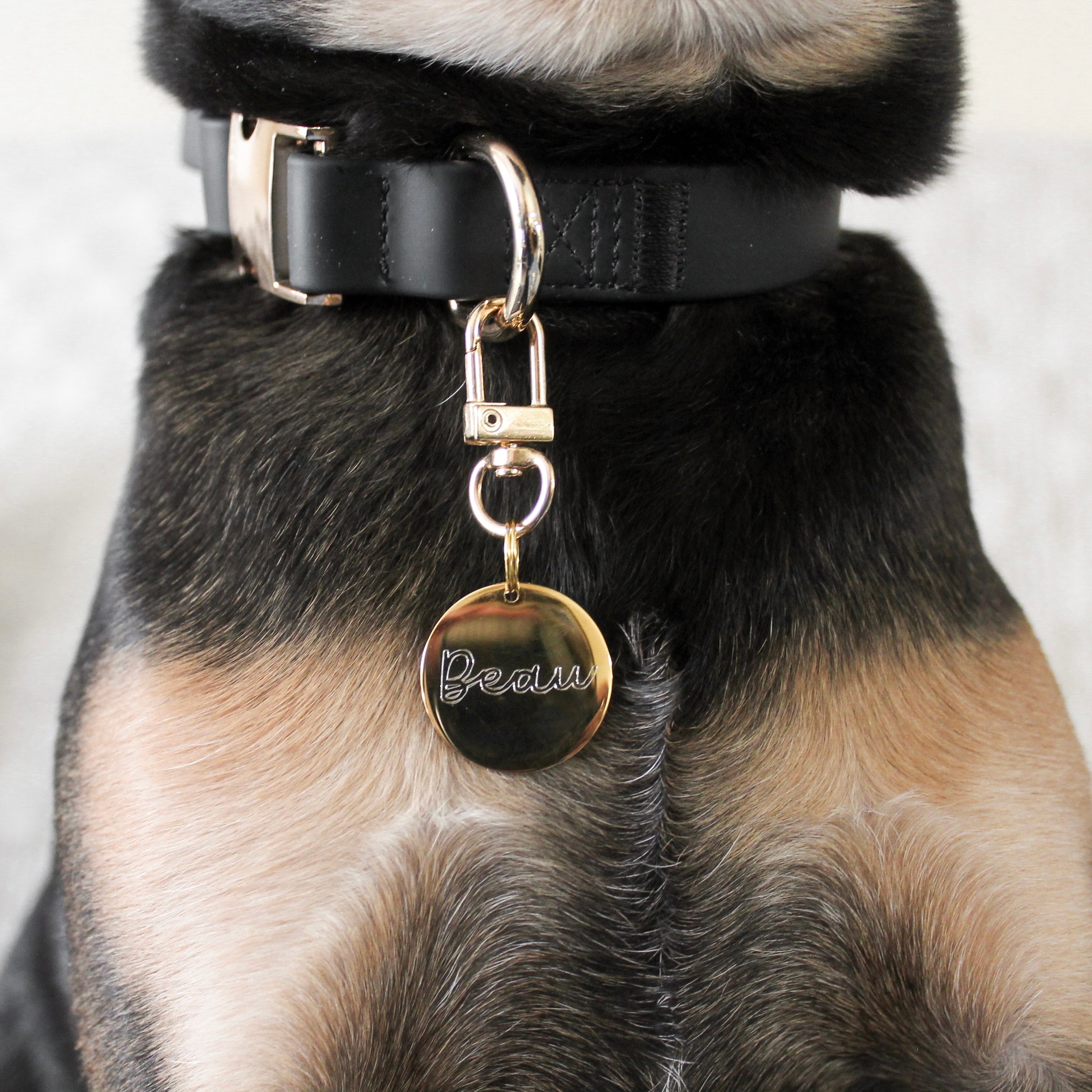 PetWell Essentials Dog Walk Set – Collar, Harness, Leash & Poo Pouch | Noir