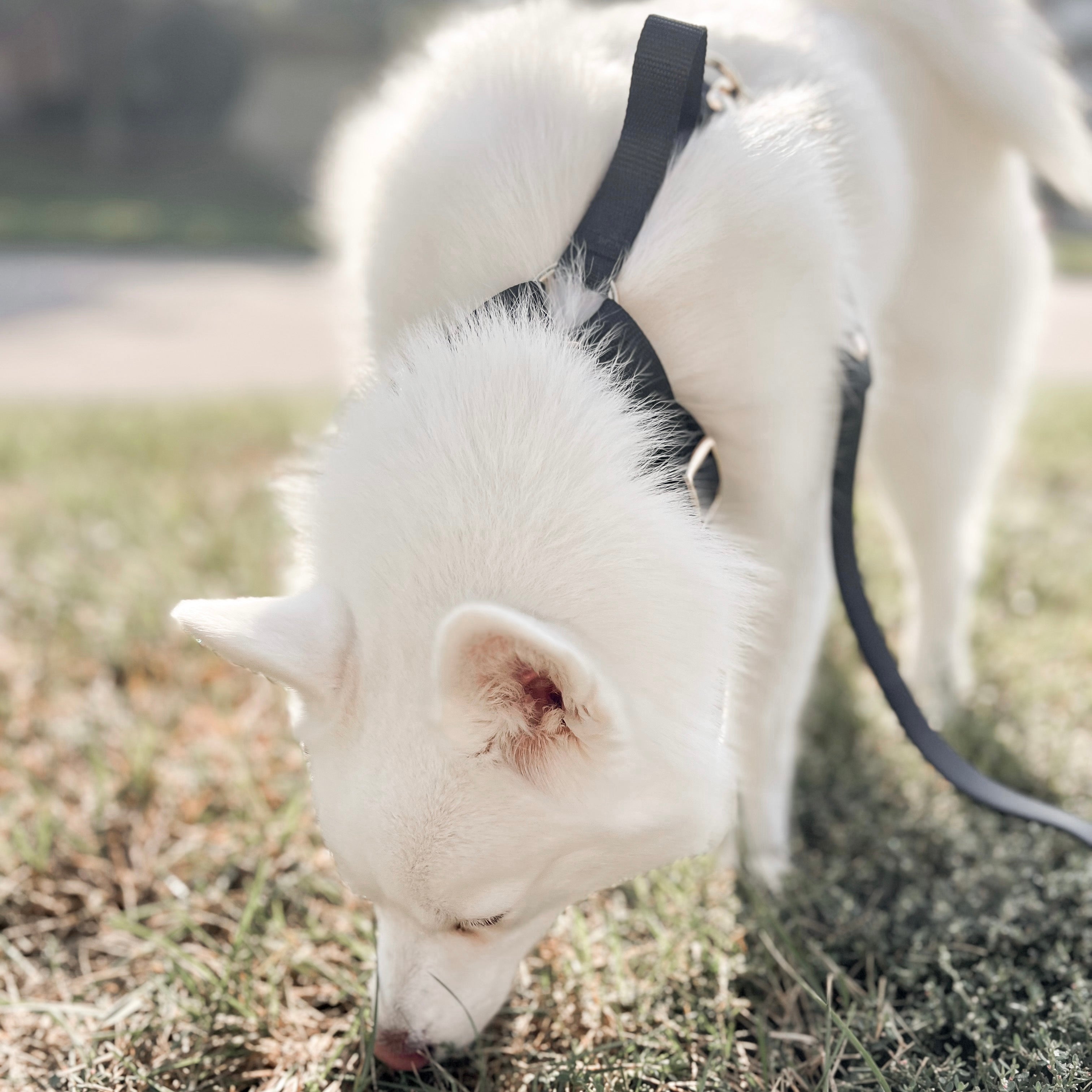 PetWell Essentials Dog Walk Set – Collar, Harness, Leash & Poo Pouch | Noir